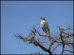 Southern Pale Chanting Goshawk