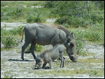 Waterhog mother and young