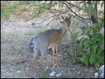 Damara dik-dik