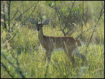 Steenbok