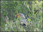 Yellow-billed Hornbill