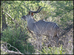 Male Kudu with its handsome horns