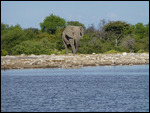 Elephant approaching Namutomi waterhole