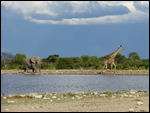 Elephant and Giraffe