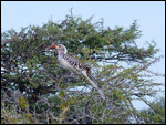 Red-billed Hornbill