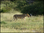 Lioness at Twee Palms