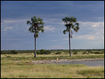 Lioness at Twee Palms
