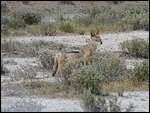 Black-backed Jackal