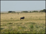 Blue Wildebeest