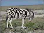 Burchell's Zebra (has shadow stripes in the white)