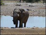 Elephant at Okaukuejo waterhole