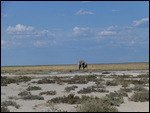 Lone Elephant looking for a mud bath