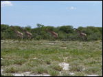 Giraffes