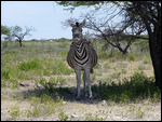 Grinning Zebra