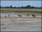Red Hartebeest
