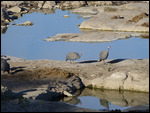 Helmeted Guineafowl