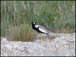 Korhaan