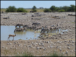 Okaukuejo waterhole