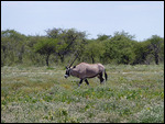 Oryx (Gemsbok)