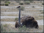 Ostrich