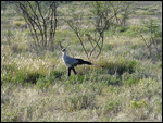 Secretary Bird