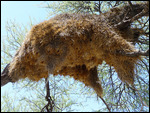 Sociable Weaver nest