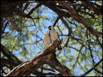 Sociable Weaver pair