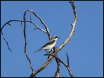 Southern Grey-backed Shrike