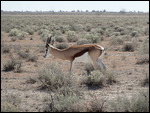 Springbok