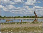 Social scene at Namutomi Waterhole