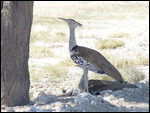 Kori Bustard (pair)