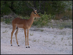Impala