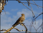 Tawny Eagle