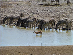 Zebras and springbok at Okaukuejo waterhole