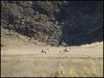 Family of galloping Oryx
