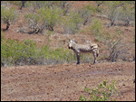 Hartmann's mountain zebra