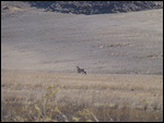 Oryx (Gemsbok)