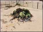 A giant Welwitschia