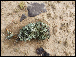 Lichen - after water was sprinkled