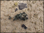 Lichen - before water was sprinkled