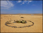 Welwitschia mirabilis - the living fossil