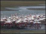 A flamboyance of flamingoes!