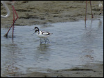 Avocet pair