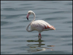 Flamingo in Walvis Bay