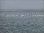 Flamingoes in Walvis Bay