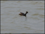 Eared Grebe