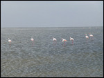 More flamingoes in the bay