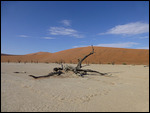 Contorted limbs of an acacia at Deadvlei