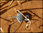 Colorful beetle on a dune