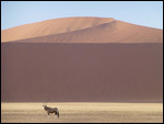 Oryx framed by dune at Soussusvlei